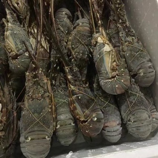 进口水产品报关流程|水产品清关知识