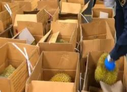 进口榴莲检验检疫及申报单证要求