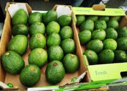 青岛口岸首批进口肯尼亚牛油果通关入境