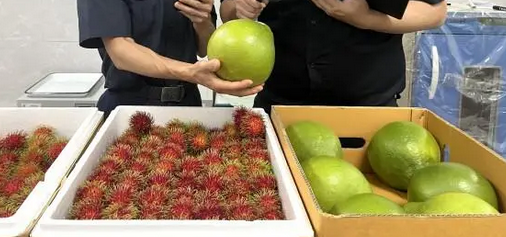 关于进口南非鲜食鳄梨植物检疫要求的公告