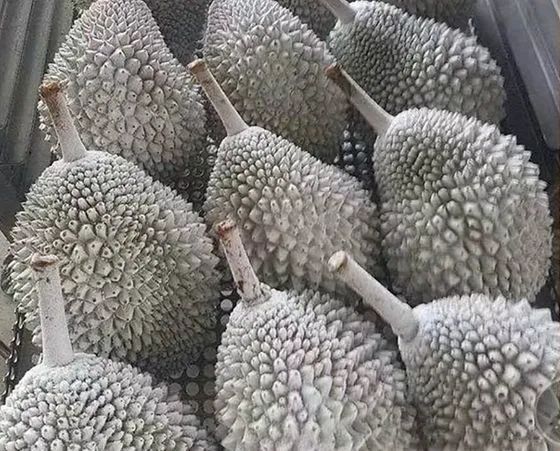 进口冷冻水果通关流程指引