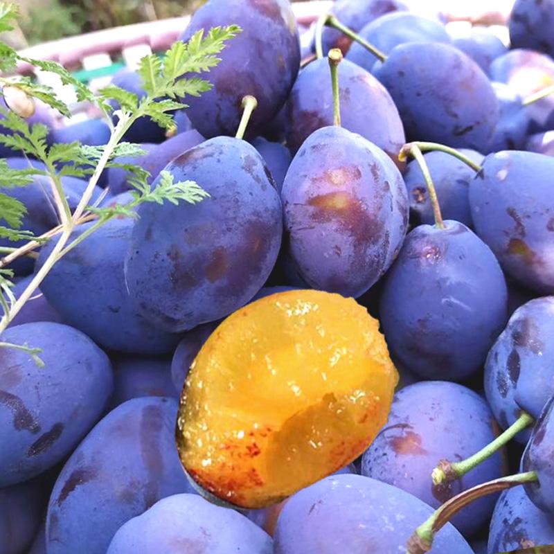 成都口岸首次进口智利西梅