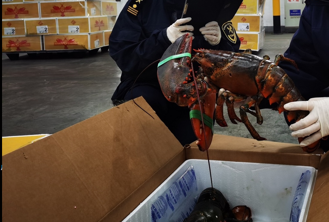 成都口岸迎来今年首次进口龙虾海鲜类产品