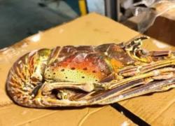 上海首次进口文莱的“锦绣龙虾”