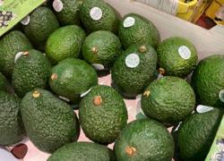 牛油果（鳄梨）进口报关公司