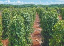 关于进口柬埔寨胡椒植物检疫要求的公告