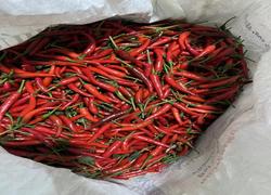 鲜辣椒进口报关代理公司广州清关运输