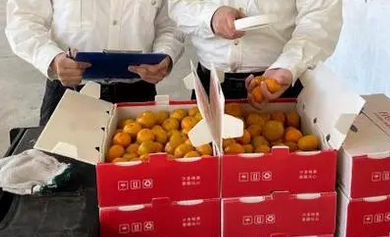 广州砂糖橘顺利出口菲律宾