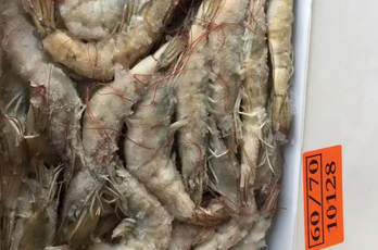 冷冻白虾进口清关流程
