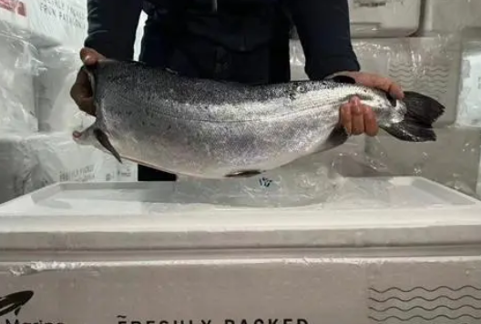 关于进口文莱野生水产品检验检疫要求