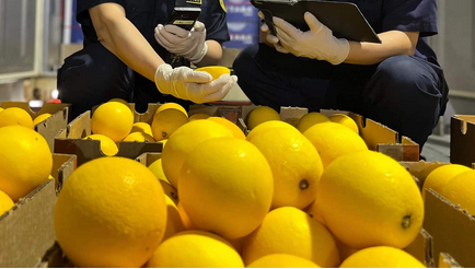 关于进口斯里兰卡鲜食菠萝植物检疫要求