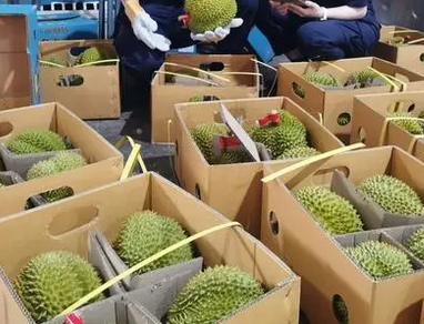 允许符合要求的马来西亚鲜食榴莲进口