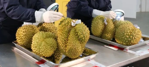 马来西亚鲜榴莲进口报关物流